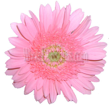 Soft pink Gerbera daisy with a light center, ideal for delicate floral arrangements and wedding bouquets.