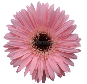Single light pink Gerbera daisy with a dark center, perfect for adding a soft and cheerful touch to floral arrangements or event décor.
