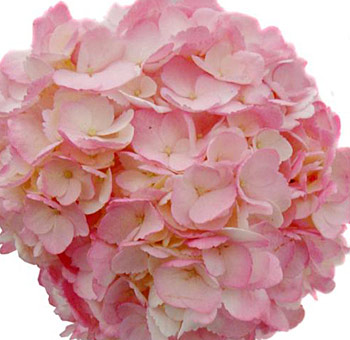 Pink airbrushed hydrangea bloom with delicate petals and lush texture, perfect for weddings, bouquets, and elegant floral designs.