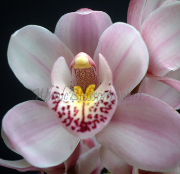 Pink Mini Cymbidium
