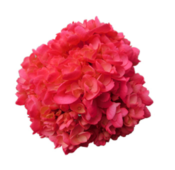 Pink Neon Airbrushed Premium Hydrangeas Pink Neon Airbrushed Premium Hydrangeas