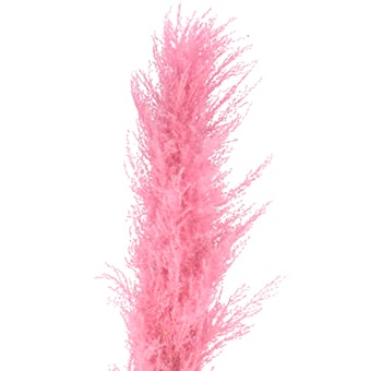 Pink Pampas Grass For Sale
