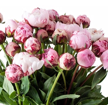 Pink Peonies
