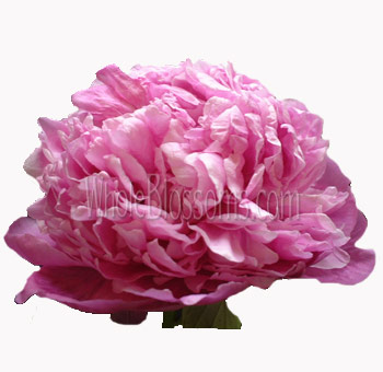 Pink Peonies Wholesale