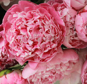 Pink Peonies Wholesale