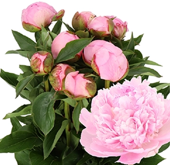 Pink Peony Floral Pink Peony Floral