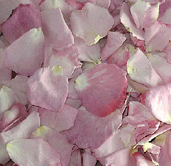 Pink Petals Preserved