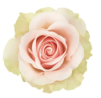 Long Stem Pink Roses