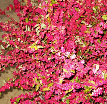 Pink Snowberry