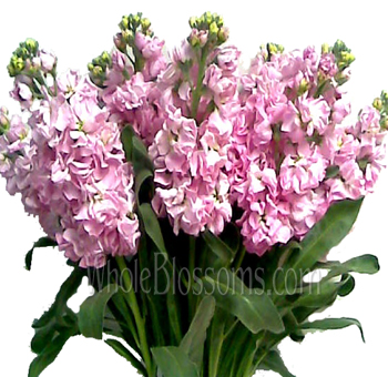 Fragrant pink stock flowers with lush stems, perfect for weddings, bridal bouquets, and romantic floral styling.