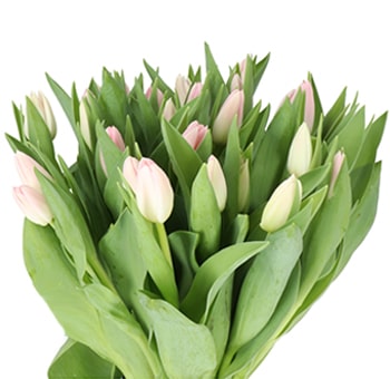 Light Pink Tulips