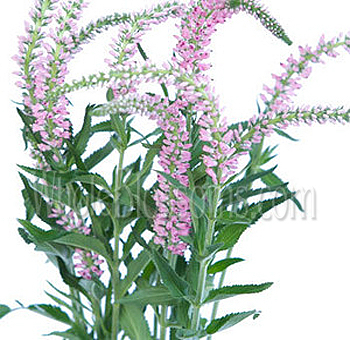 Soft pink veronica blooms with graceful lines, ideal for weddings, romantic bouquets, and premium floral styling.