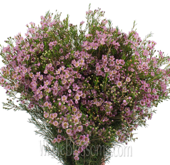 Fresh pink wax flowers in bulk at wholesale cost—perfect for adding texture and charm to wedding bouquets, floral decor, and event centerpieces.