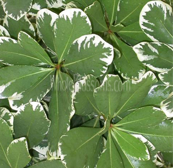 Close-up of variegated Pittosporum leaves with dark green centers and cream-colored edges, adding a unique and textured look to floral arrangements.