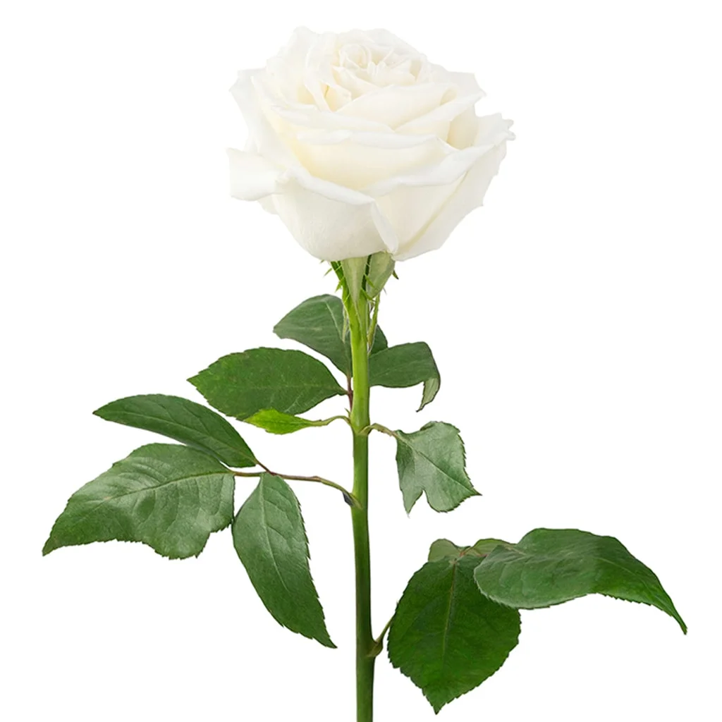 Fresh Playa Blanca White Roses with creamy petals, perfect for bridal bouquets, floral designers, and bulk flower arrangements.