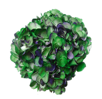 Plum Antique Green Hydrangea
