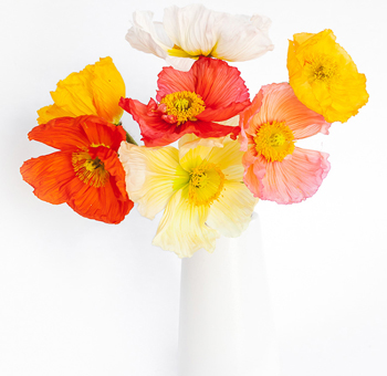 Wholesale poppy flowers, ideal for weddings, bouquets, centerpieces, floral arrangements, and special events.