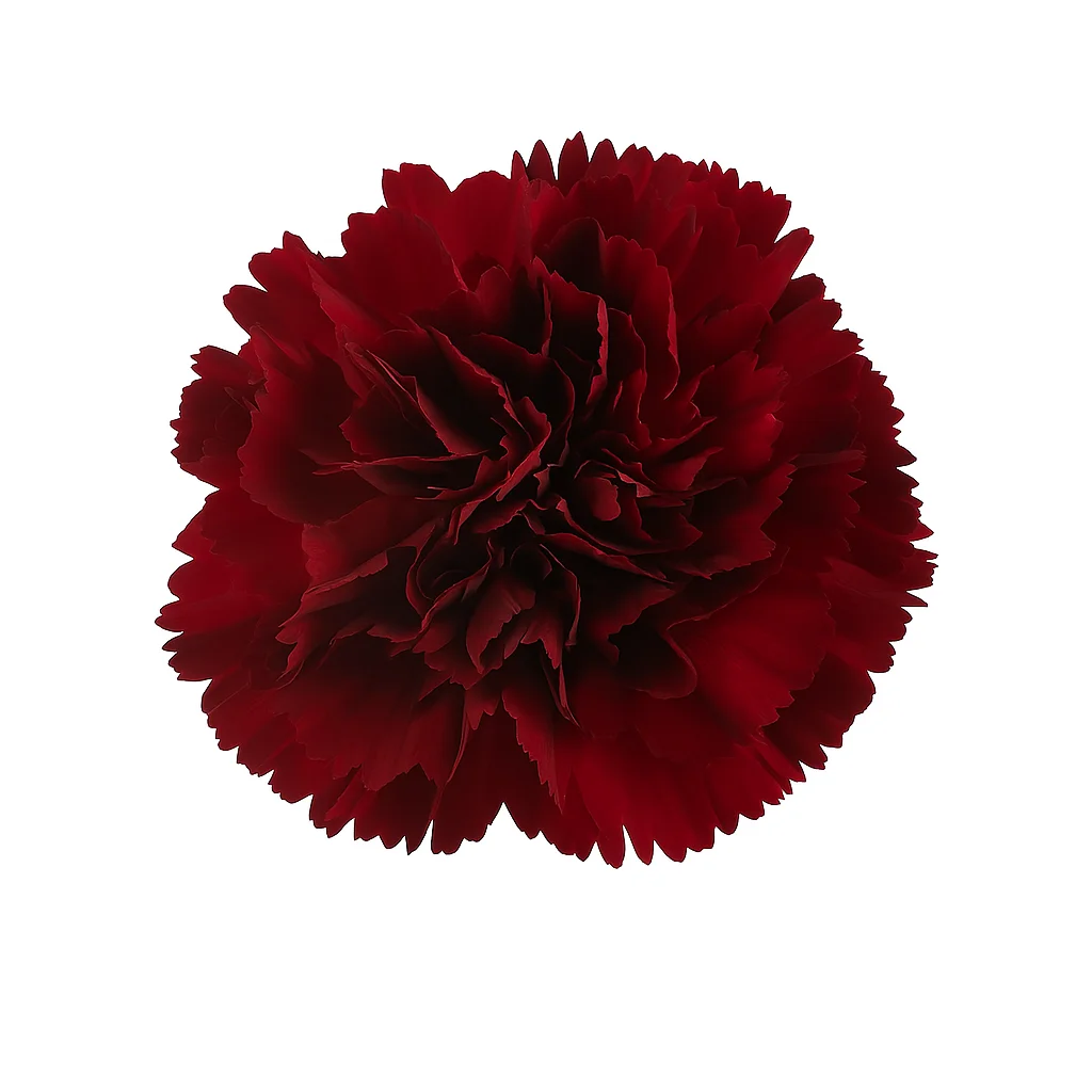 Premium Burgundy Carnations with rich wine-colored ruffled petals, shipped in bulk for weddings, events, and floral designers.
