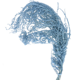 Hanging Amaranthus