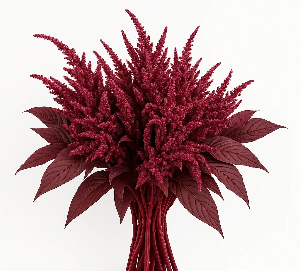 Buy preserved burgundy Amaranthus in bulk at wholesale prices—perfect for dried wedding flowers, boho installations, and upscale event arrangements.