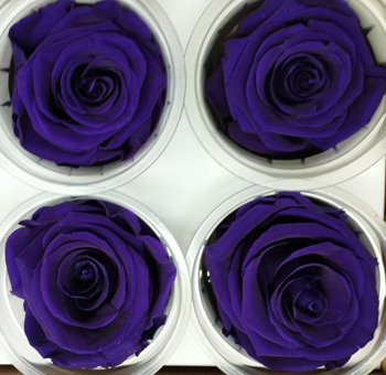 Vibrant stemless purple preserved roses, perfect for statement pieces, premium weddings, or unique floral styling.