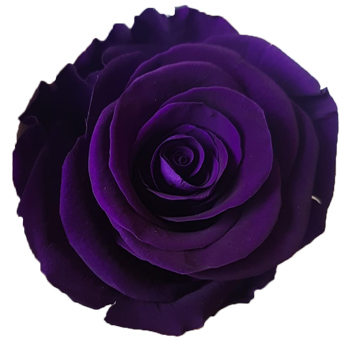 Chic purple preserved roses without stems, ideal for bold weddings, luxe arrangements, and long-lasting floral accents.