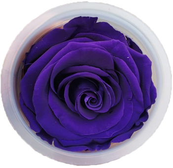 Romantic preserved purple roses without stems, perfect for sophisticated floral gifts, weddings, and premium events.