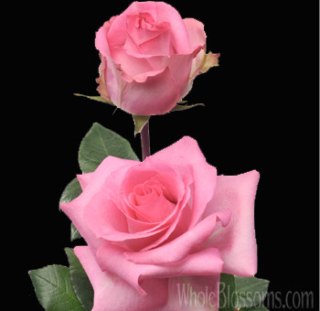  Two Priceless Pink Roses in bloom with soft, elegant petals and green foliage, perfect for romantic arrangements and floral designs.