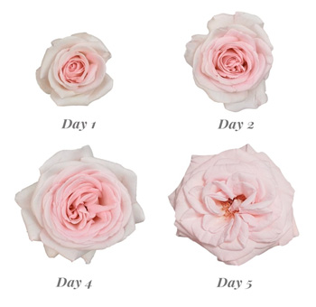 Timeline showing the blooming process of Prince Jardinier Light Pink Roses from Day 1 to Day 5.