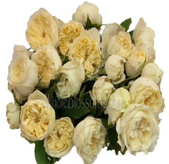 Bulk Purity Spray Cream Garden Roses arranged for a wedding centerpiece with multiple creamy-white blooms per stem in soft clusters.