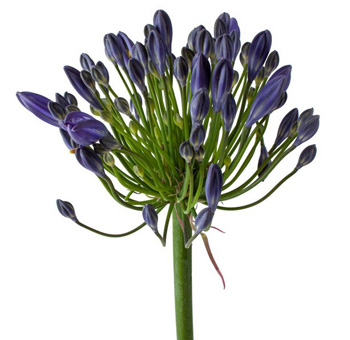 Blue agapanthus blooms with violet hues, perfect for modern weddings, dramatic bouquets, and floral event styling.