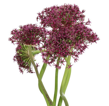 Burgundy allium flowers for weddings, events and decor with rich round blooms for centerpieces and bouquets