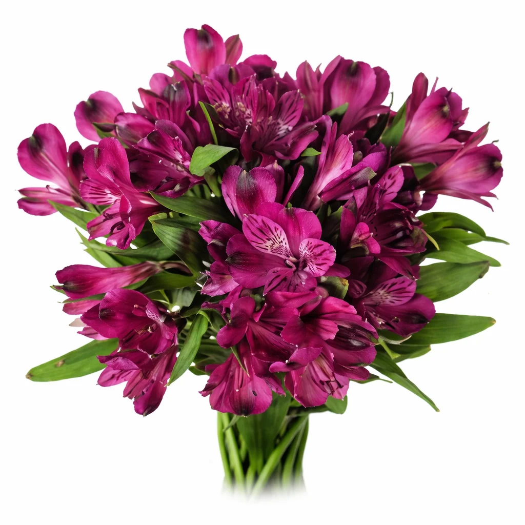 Purple alstroemeria flower featuring deep violet petals with white and dark markings, adding elegance and depth to floral designs.