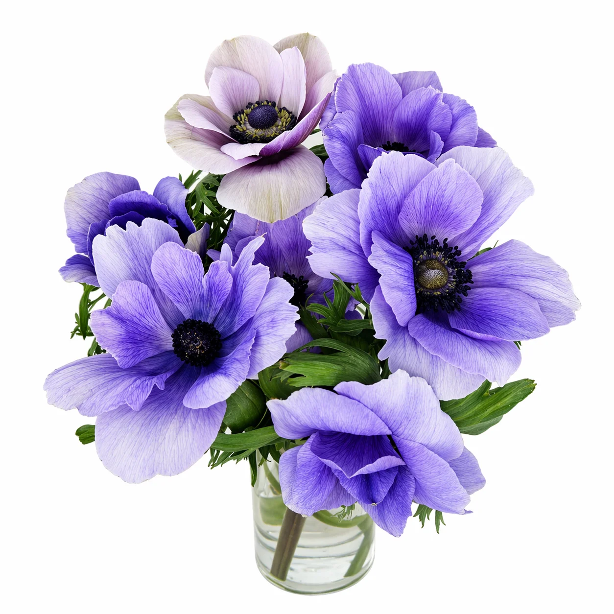 Lavender Anemone Bicolor