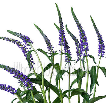 Striking purple veronica with blue undertones, ideal for bold weddings, garden events, and premium floral arrangements.