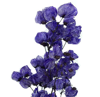 Bougainvillea For Sale