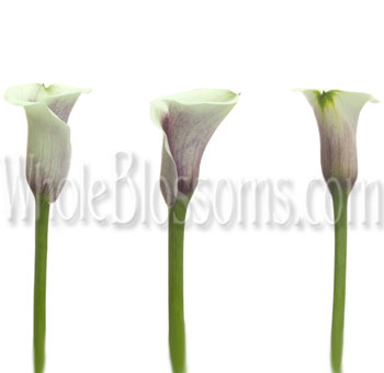 Three Calla Picasso Lilies with long green stems, displaying a gentle gradient from white to purple at the base of the blooms.