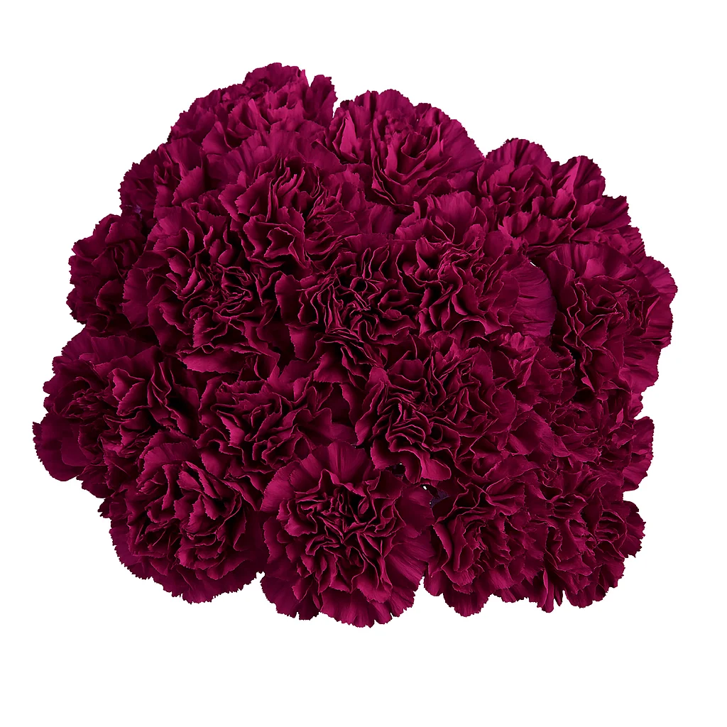 Purple Carnations arranged for sympathy and tribute florals, adding elegance and depth to heartfelt designs.