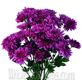 Cushion Poms Purple Fuchsia