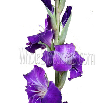 Elegant purple gladiolus delivered fast, perfect for weddings, sympathy arrangements, and sophisticated event styling.