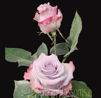 Bulk bunch of Purple Haze Lavender Roses featuring elegant soft lavender tones and long green stems, perfect for wedding floral arrangements.