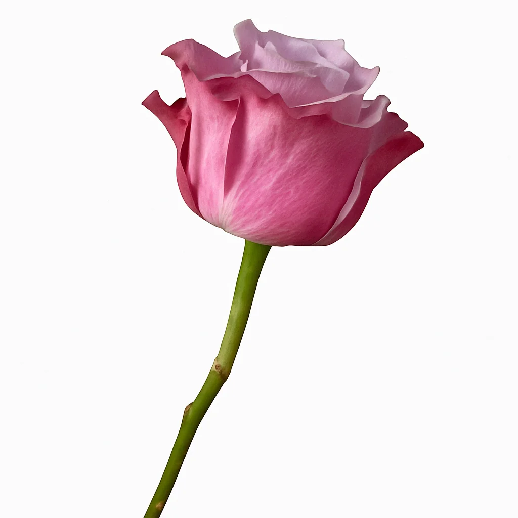 Side profile of Purple Moon Lavender Rose with velvety petals and muted pink-lavender tones, ideal for upscale events and floral displays.