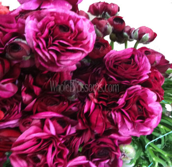 Deep purple ranunculus flowers offering rich color and texture for premium wedding décor or affordable bulk floral designs.