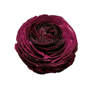 Lush purple ranunculus blossoms perfect for romantic bouquets, bridal accents, and bulk wholesale wedding flower packages.