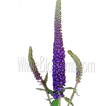 Whimsical veronica stems in purple-blue hues, perfect for artistic weddings, bridal florals, or premium flower styling.