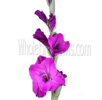 Striking purple gladiolus with tall stems, ideal for dramatic wedding décor, next-day events, and premium arrangements.