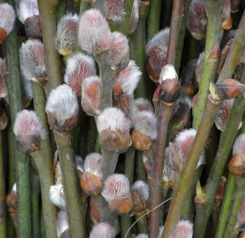 Pussy Willows