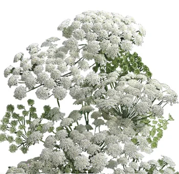 Queen Anne\'s Lace with elegant white blooms for classic wedding centerpieces, offering natural filler with a touch of rustic charm.
