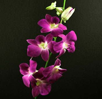 Hot Pink Dendrobium Orchids