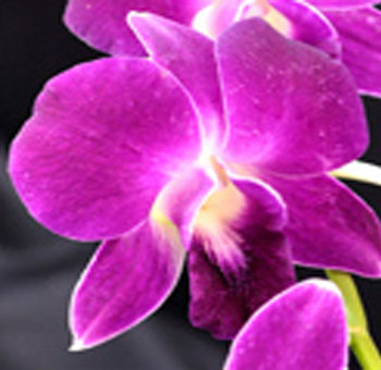 Queen Pink Dendrobium